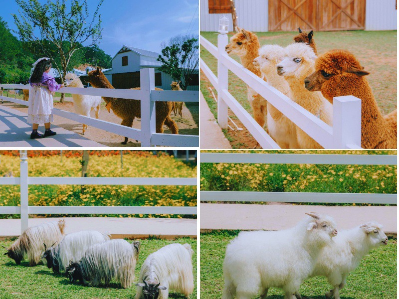 Tham quan vườn thú siêu dễ thương tại Puppy Farm